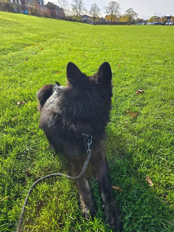 German Shepherd puppies for sale in Middlesbrough, North Yorkshire – 2 years old - Image 3 of 3