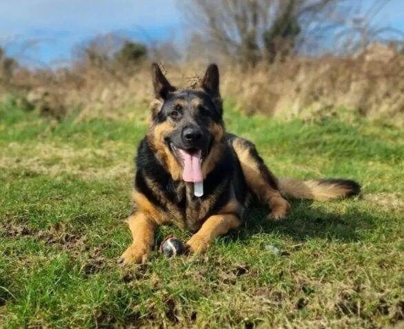 German Shepherd Puppies For Sale Under £1,000