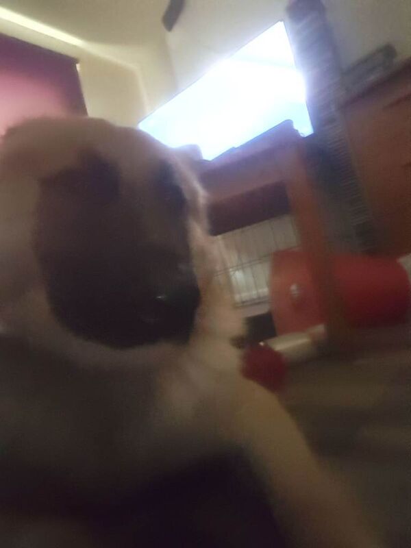 German Shepherd puppies for sale in East Kilbride, Lanarkshire – 1 year old