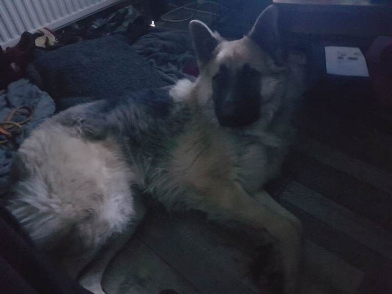 German Shepherd puppies for sale in East Kilbride, Lanarkshire – 1 year old - Image 2 of 5