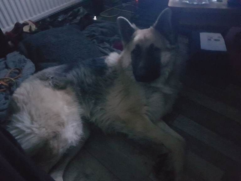 German Shepherd puppies for sale in East Kilbride, Lanarkshire – 1 year old - Image 3 of 5