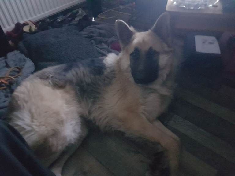 German Shepherd puppies for sale in East Kilbride, Lanarkshire – 1 year old - Image 4 of 5