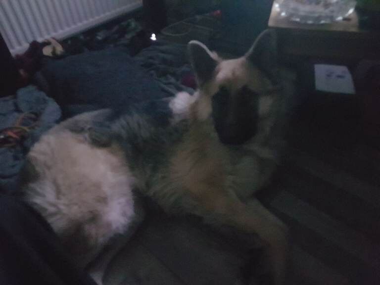 German Shepherd puppies for sale in East Kilbride, Lanarkshire – 1 year old - Image 5 of 5