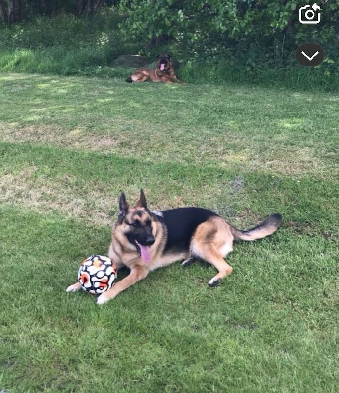 German Shepherd puppies for sale in Motherwell, North Lanarkshire – 6 years old