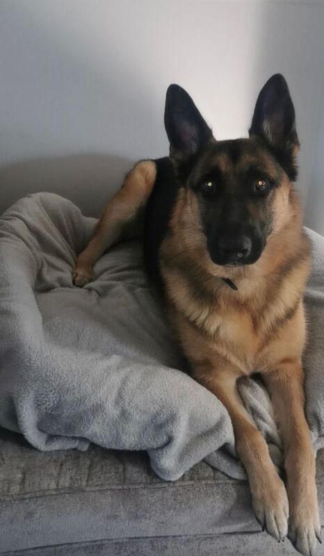 German Shepherd Dog for Sale - Image 2 of 5