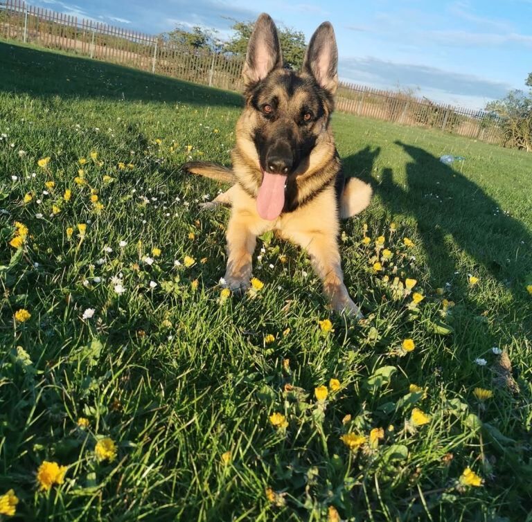 German Shepherd Dog for Sale - Image 3 of 5