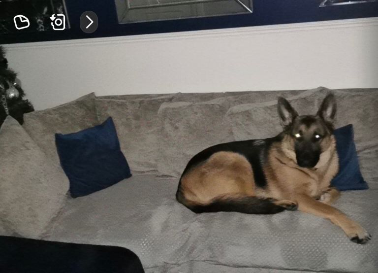 German Shepherd Dog for Sale - Image 4 of 5
