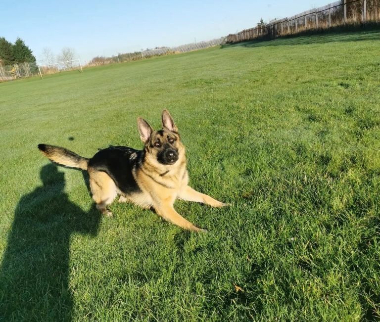 German Shepherd Dog for Sale - Image 5 of 5