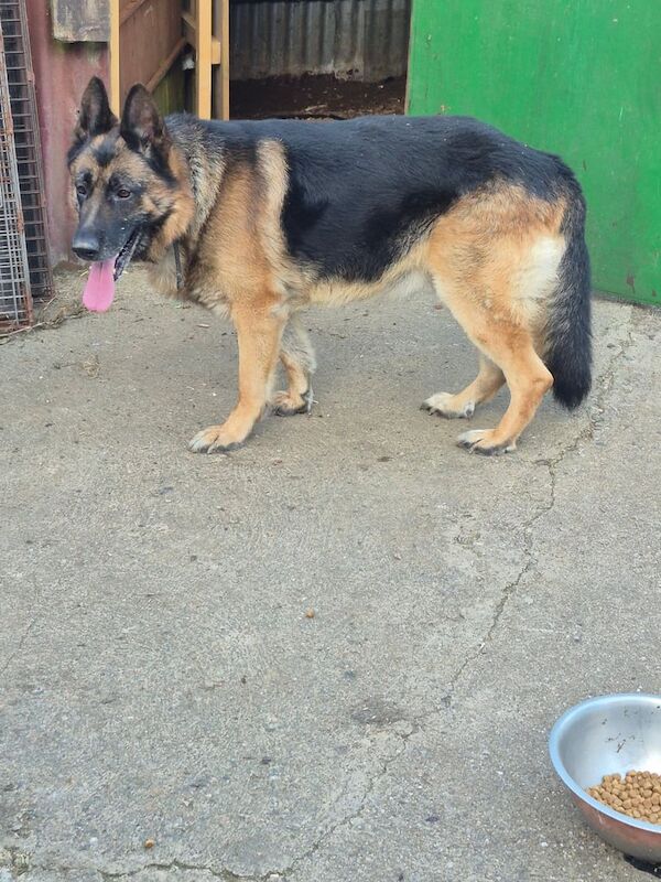 German Shepherd puppies for sale in Castlederg, County Tyrone – 2 years old