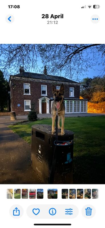 German Shepherd female for sale in Old Trafford, Greater Manchester | Image 3