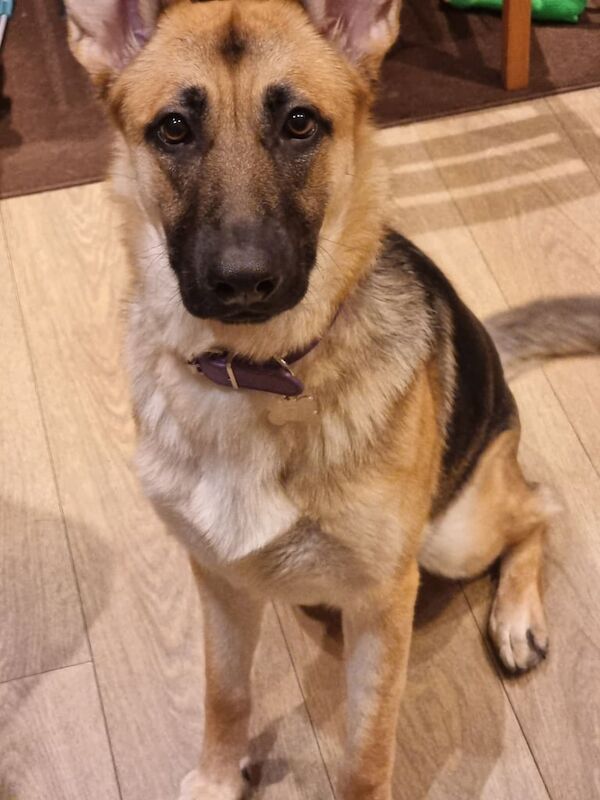 German Shepherd puppies for sale in Bredbury, Greater Manchester – 1 year old