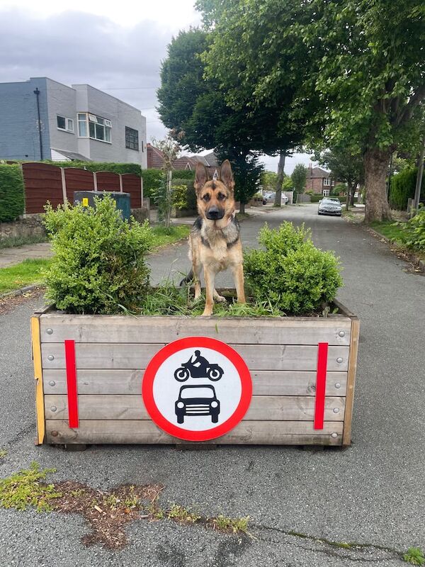 German Shepherd puppies for sale in Old Trafford, Greater Manchester – 1 year old