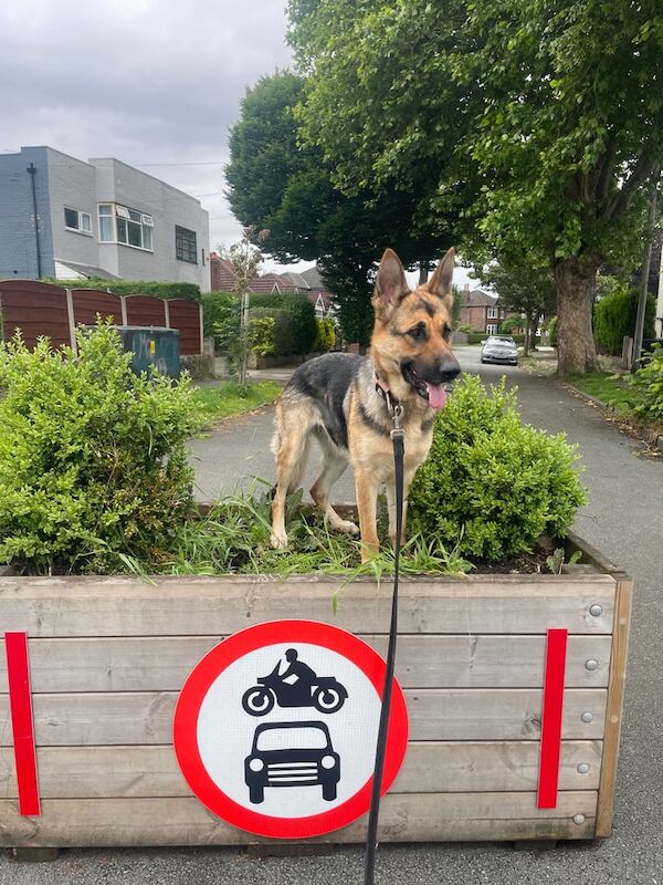 German Shepherd puppies for sale in Old Trafford, Greater Manchester – 1 year old - Image 2 of 3