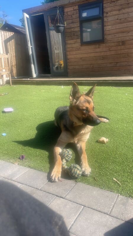 German Shepherd puppies for sale in Old Trafford, Greater Manchester – 1 year old - Image 3 of 3