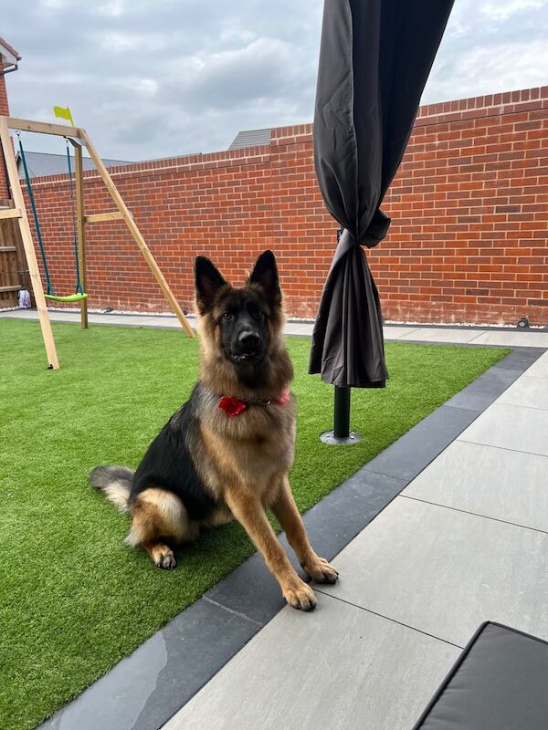 German Shepherd puppies for sale in Peterborough, Cambridgeshire – 1 year old