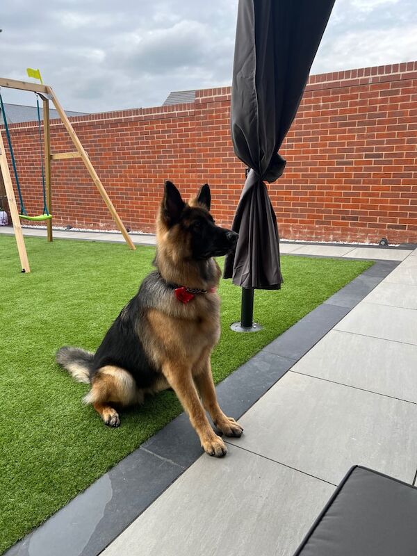 German Shepherd puppies for sale in Peterborough, Cambridgeshire β 1 year old - Image 2 of 5