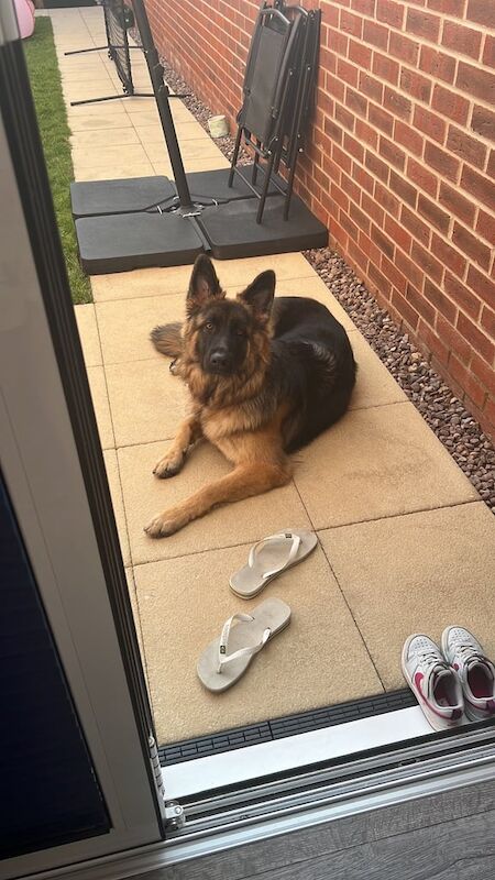 German Shepherd puppies for sale in Peterborough, Cambridgeshire β 1 year old - Image 3 of 5