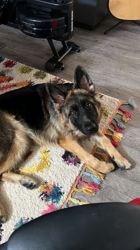 German Shepherd puppies for sale in Peterborough, Cambridgeshire β 1 year old - Image 4 of 5