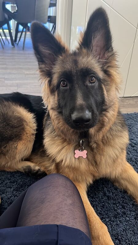 German Shepherd puppies for sale in Peterborough, Cambridgeshire β 1 year old - Image 5 of 5