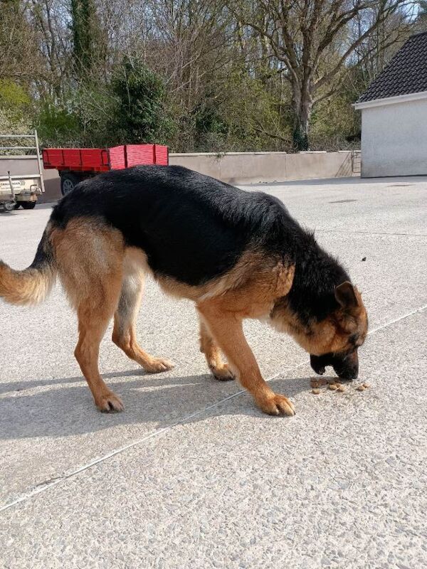 German Shepherd Puppies For Sale