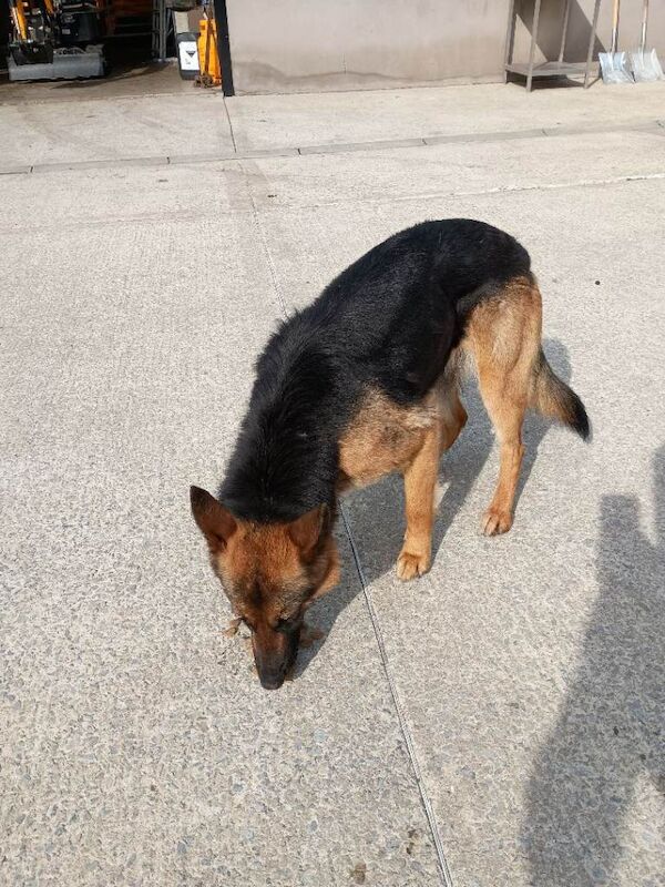 German Shepherd female - Image 2 of 2