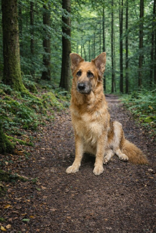 German shepherd female, read add