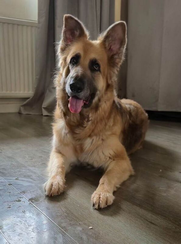 German shepherd female, read add - Image 2 of 4