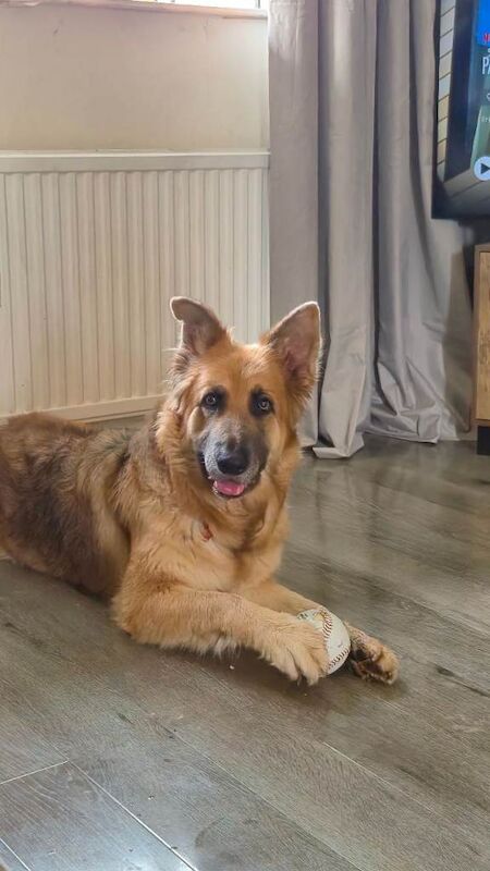German shepherd female, read add - Image 3 of 4