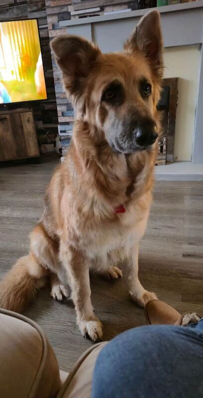 German shepherd female, read add - Image 4 of 4