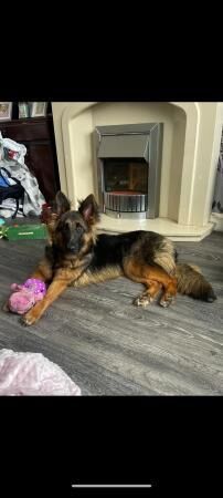 German shepherd for rehoming for sale in Sheffield, South Yorkshire