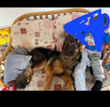German shepherd for rehoming for sale in Sheffield, South Yorkshire - Image 2