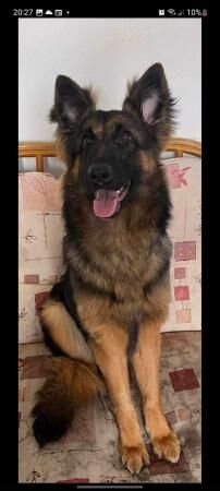 German Shepherd puppies for sale in Sheffield, South Yorkshire – 3 years old - Image 3 of 5