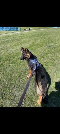 German Shepherd puppies for sale in Sheffield, South Yorkshire – 3 years old - Image 4 of 5