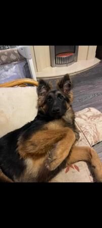 German Shepherd puppies for sale in Sheffield, South Yorkshire – 3 years old - Image 5 of 5