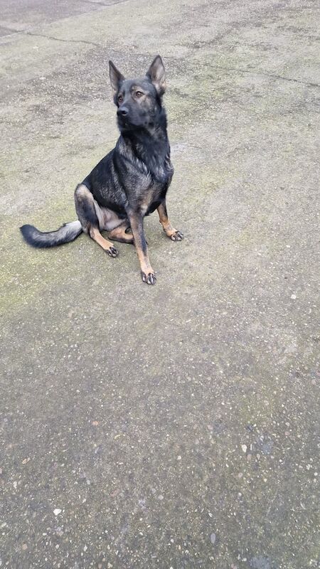 German Shepherd puppies for sale in Scunthorpe, Lincolnshire – 5 years old