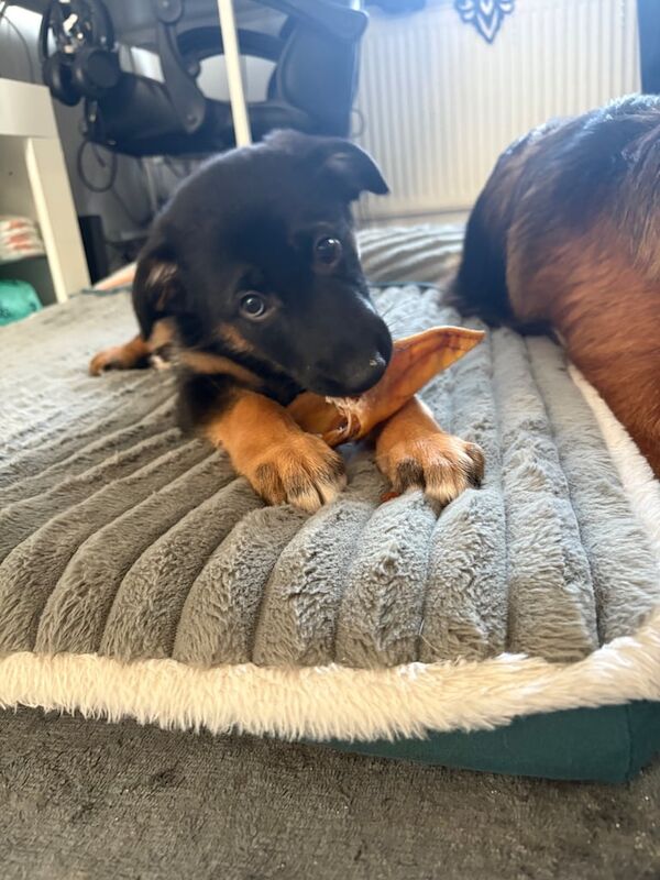 German Shepherd puppies for sale in Romford, Greater London – 8 weeks old
