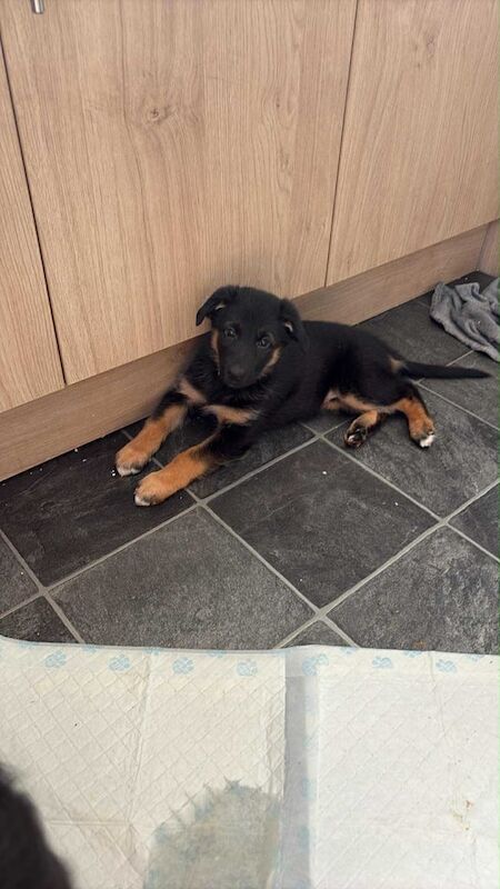 German Shepherd puppies for sale in Romford, Greater London – 8 weeks old - Image 3 of 3