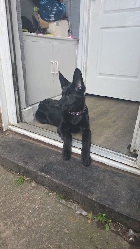 German Shepherd puppies for sale in Bury, Greater Manchester – 6 months old
