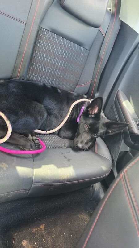 German Shepherd puppies for sale in Bury, Greater Manchester – 6 months old - Image 2 of 3