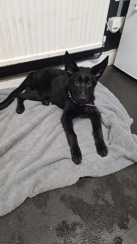 German Shepherd puppies for sale in Bury, Greater Manchester – 6 months old - Image 3 of 3