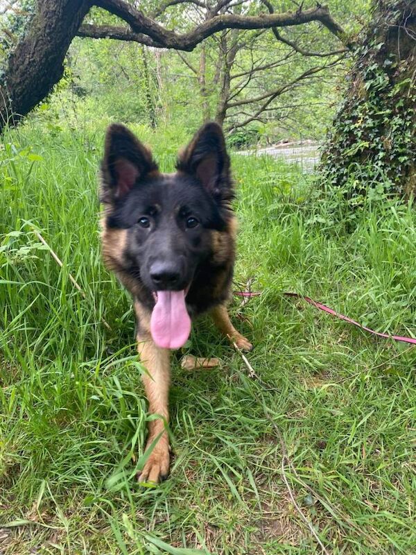 German Shepherd puppies for sale in Port Talbot, West Glamorgan – 4 years old