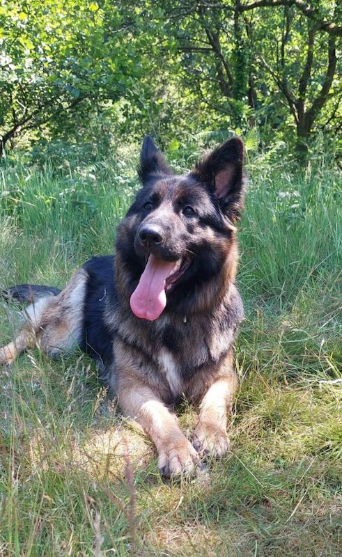 German Shepherd puppies for sale in Port Talbot, West Glamorgan – 4 years old - Image 2 of 4