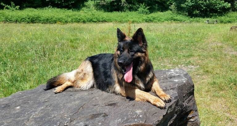 German Shepherd puppies for sale in Port Talbot, West Glamorgan – 4 years old - Image 3 of 4