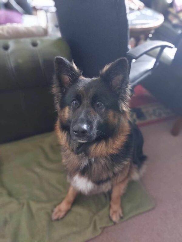 German Shepherd puppies for sale in Port Talbot, West Glamorgan – 4 years old - Image 4 of 4