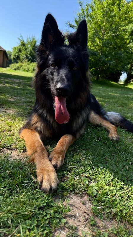 German Shepherd puppies for sale in Beckenham, London – KC registered, 1 year old