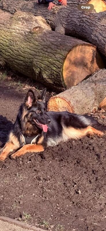 German shepherd girl - Image 2 of 5