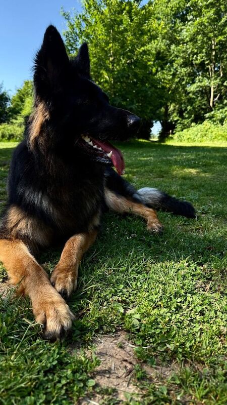 German shepherd girl - Image 3 of 5