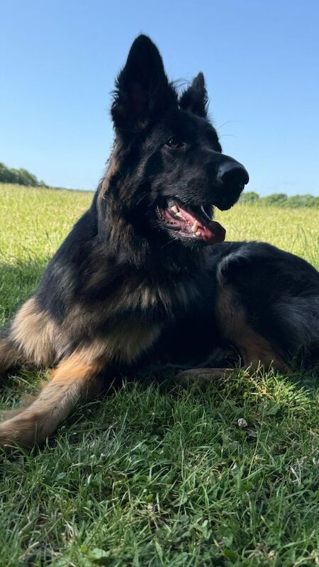 German shepherd girl - Image 5 of 5