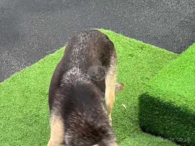 German Shepherd Girl penny - Image 2 of 5