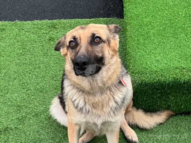 German Shepherd Girl penny - Image 3 of 5